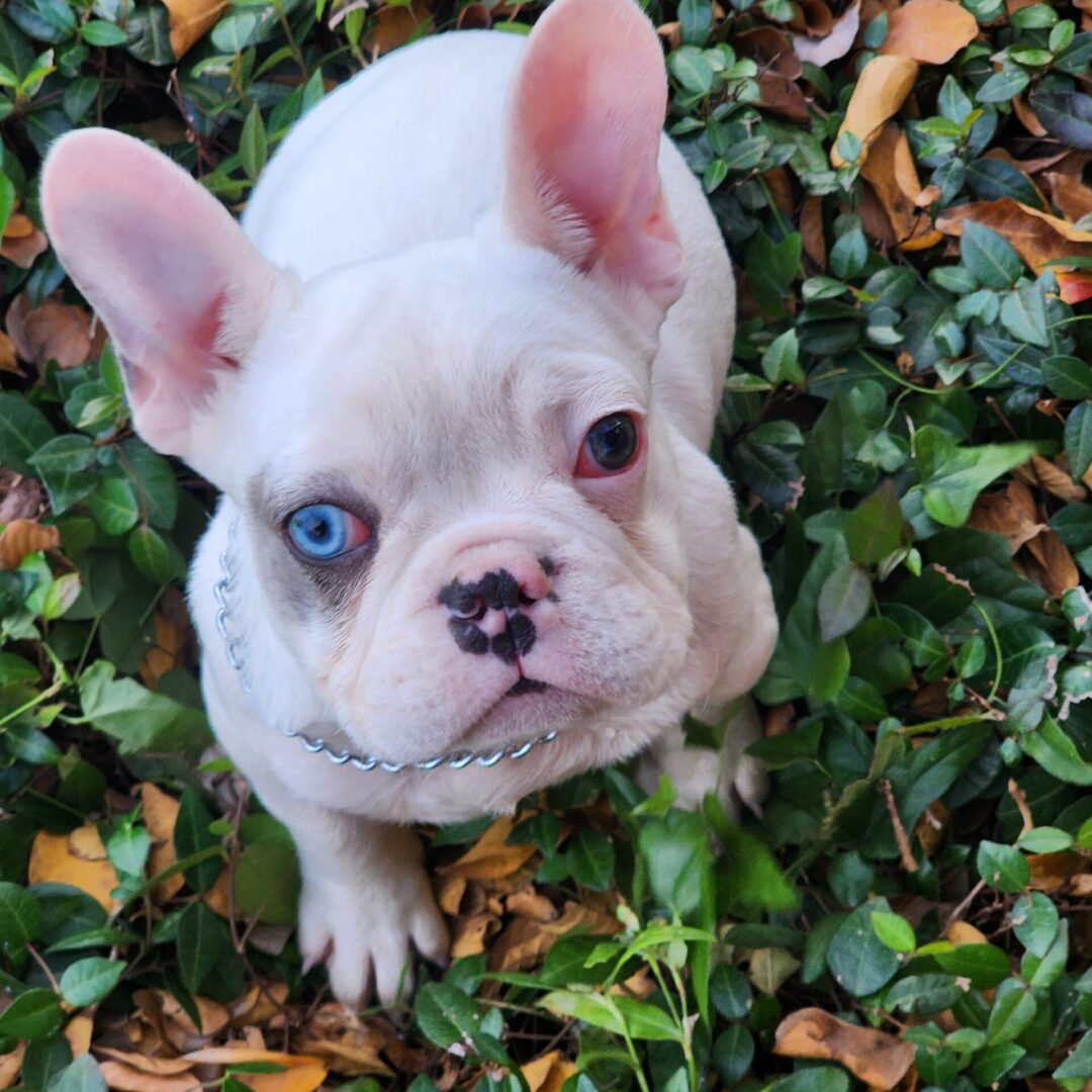 closeup shot of a white French Bulldog