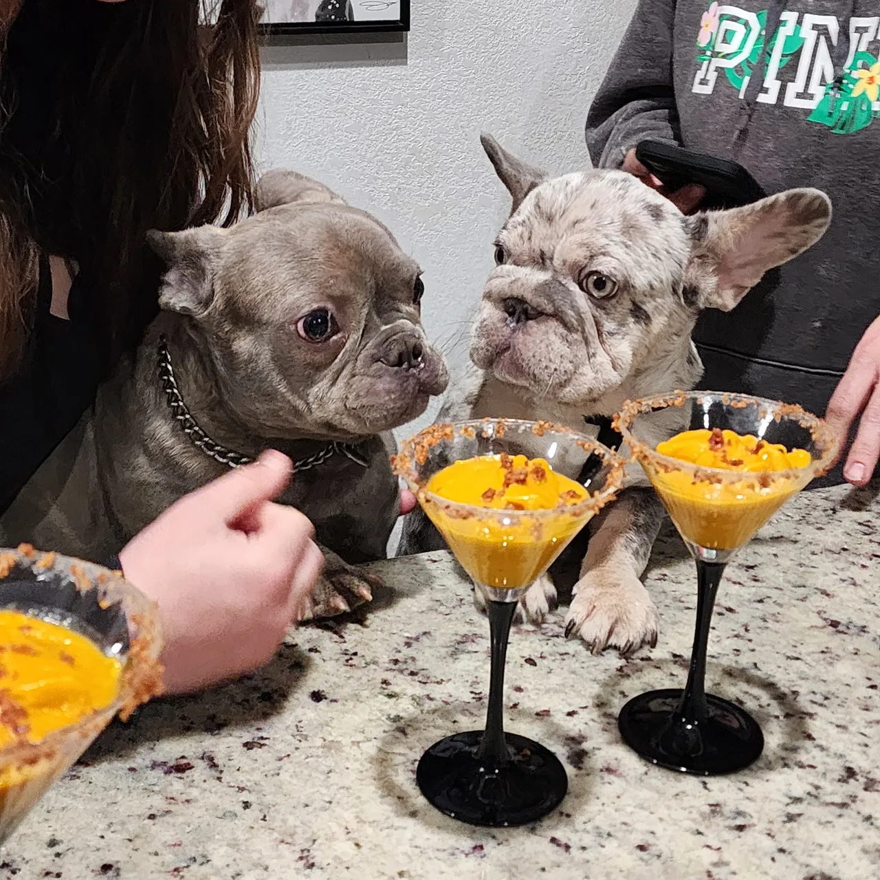 Two French bulldogs with pumpkin martini cocktails.