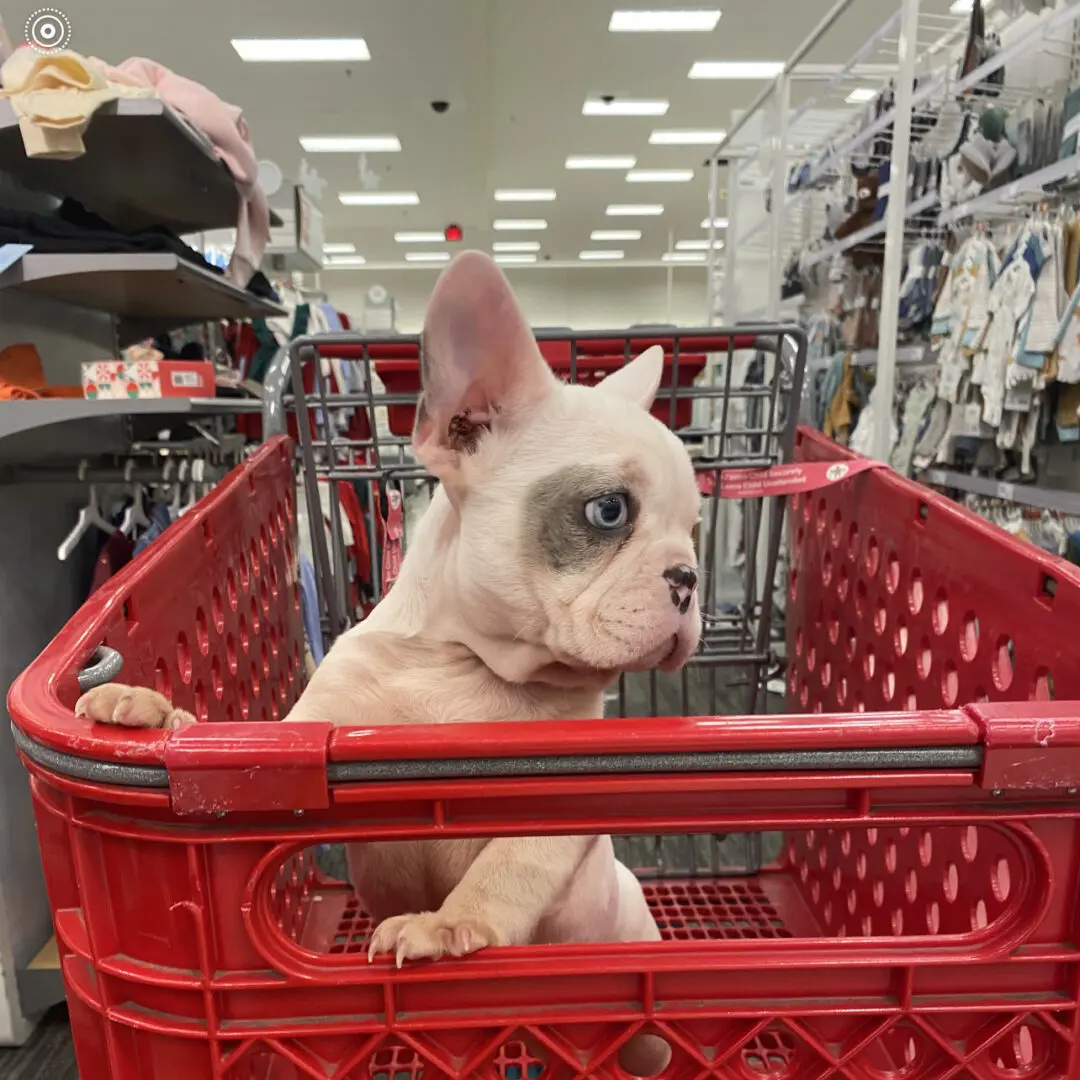 White French bulldog in a red shopping cart.