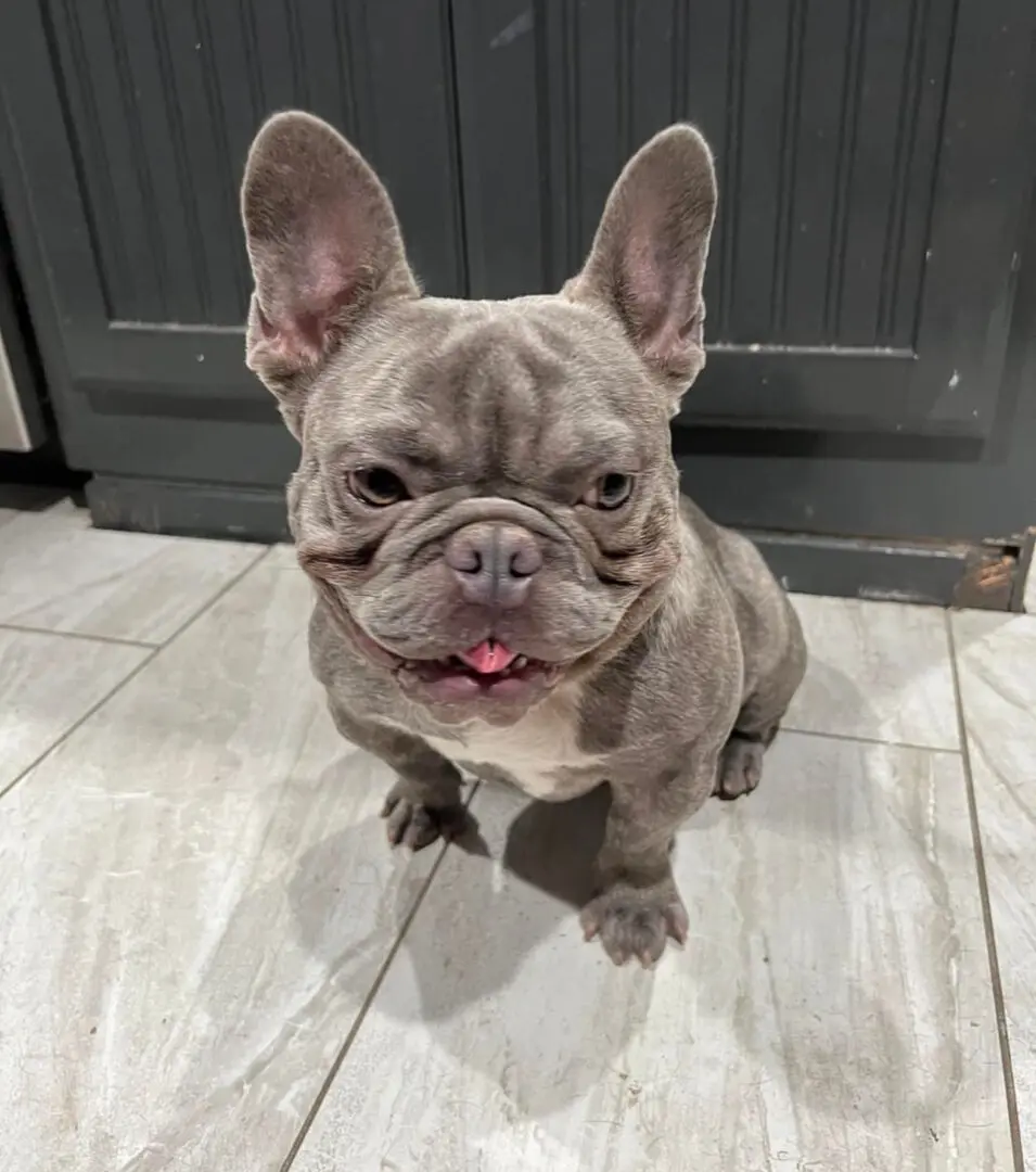 A gray French bulldog looking at the camera.