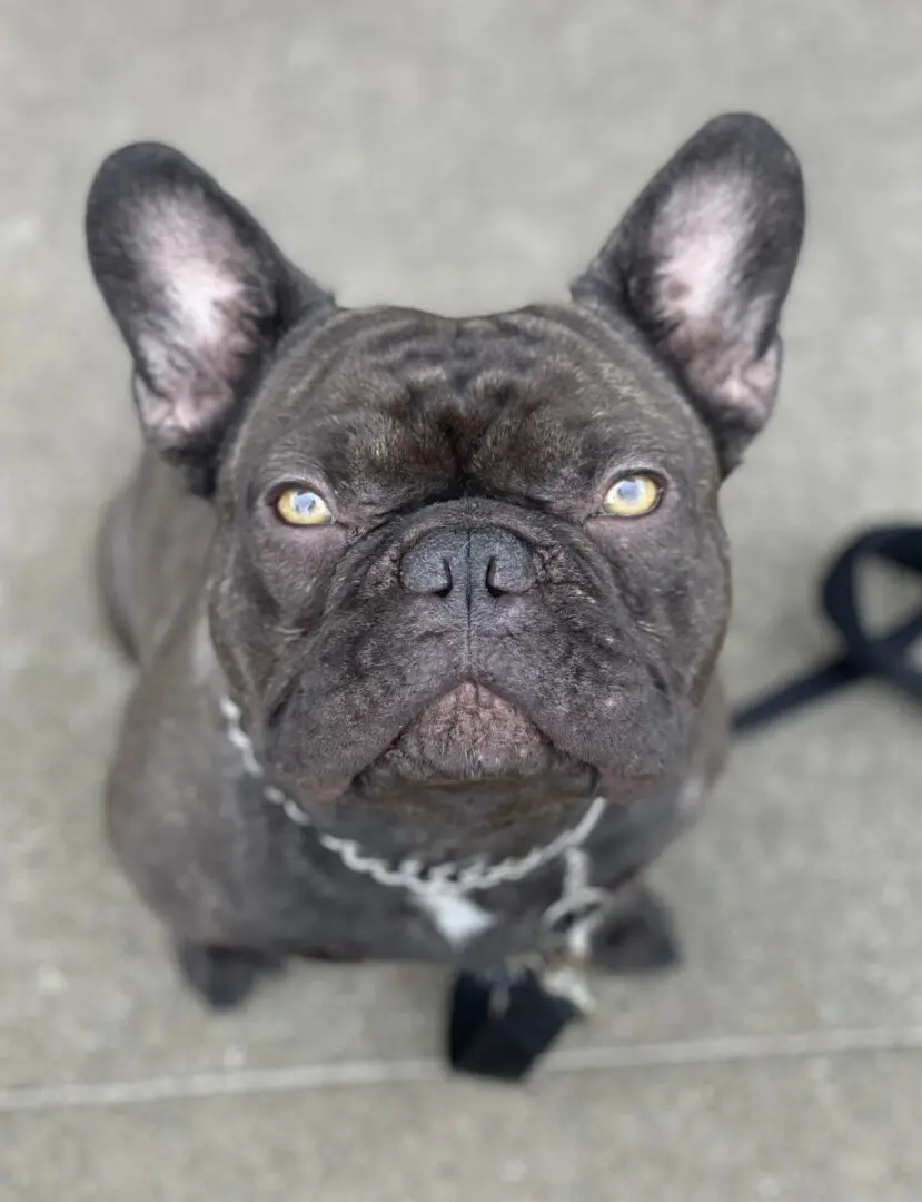 A gray French bulldog looking up.