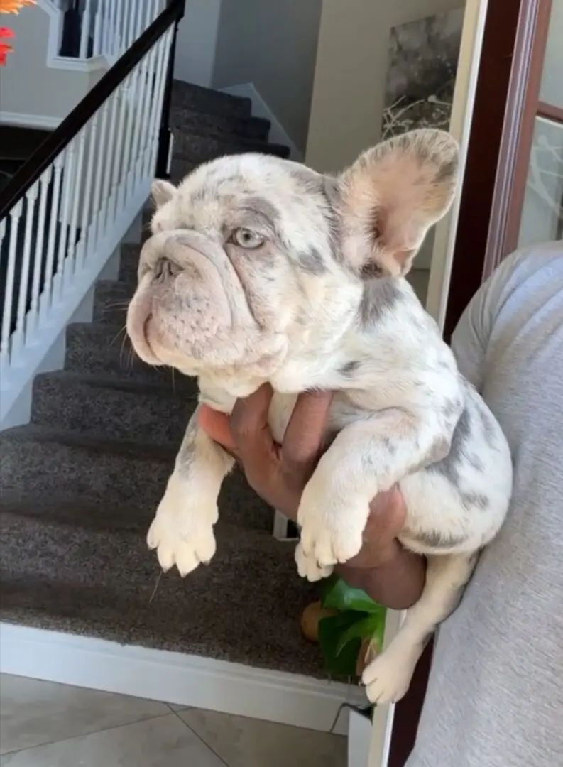 A white and grey French bulldog puppy.