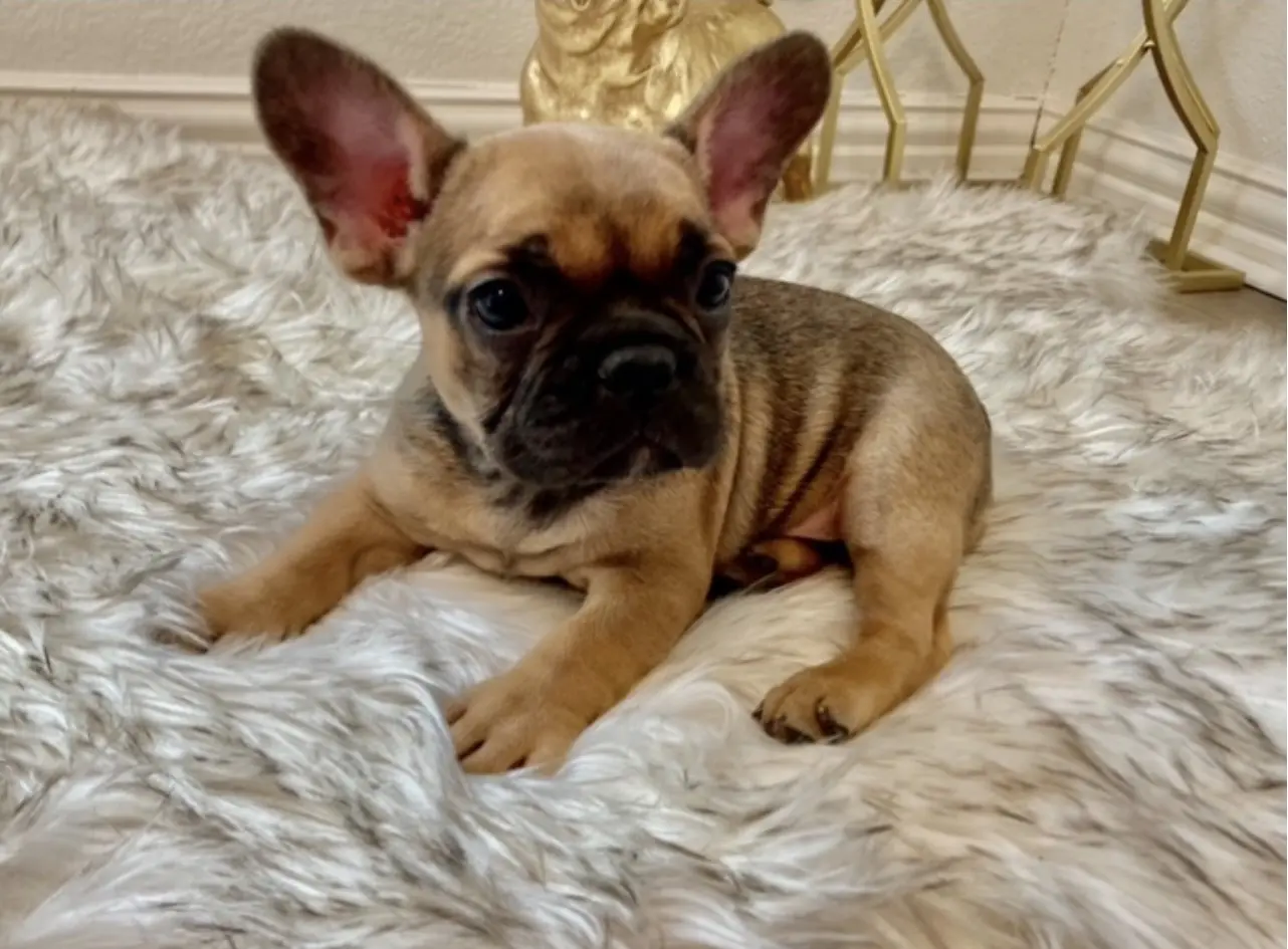 A fawn French bulldog puppy on a rug.