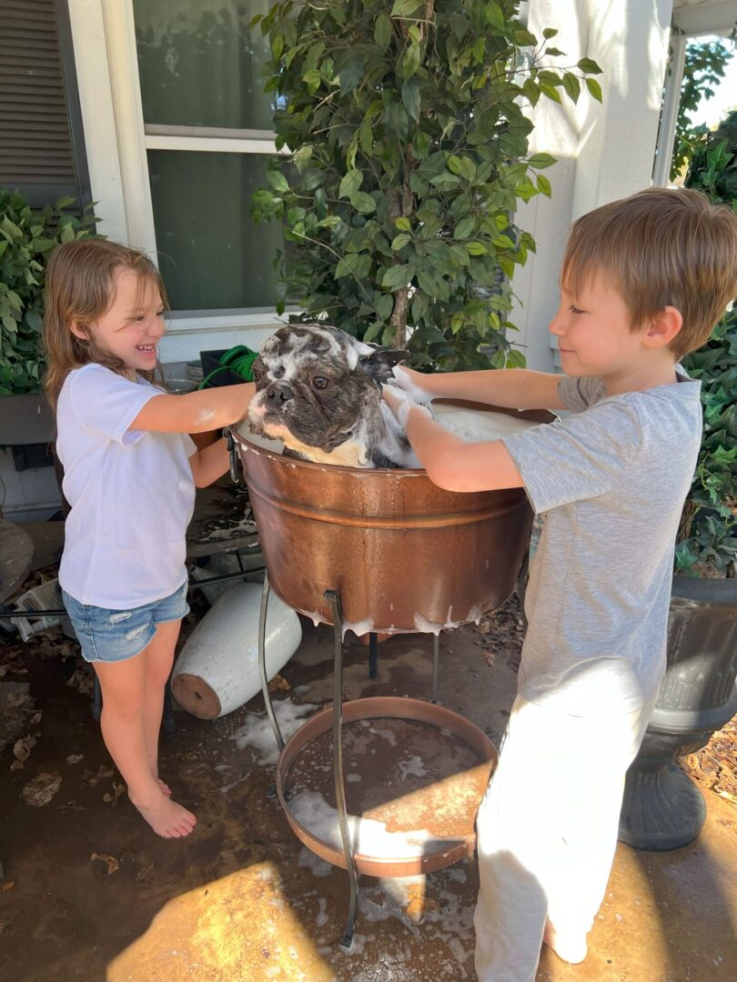 Two kids bathing a French bulldog.