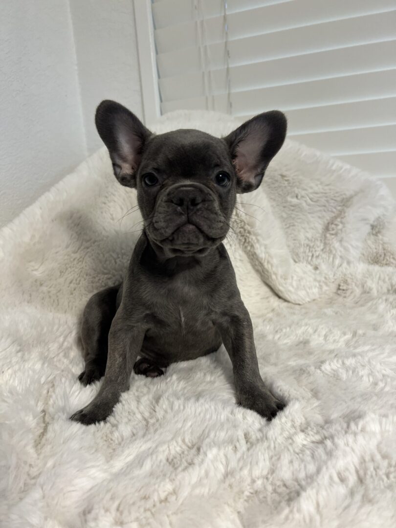 A grey French bulldog puppy sitting on a white blanket.