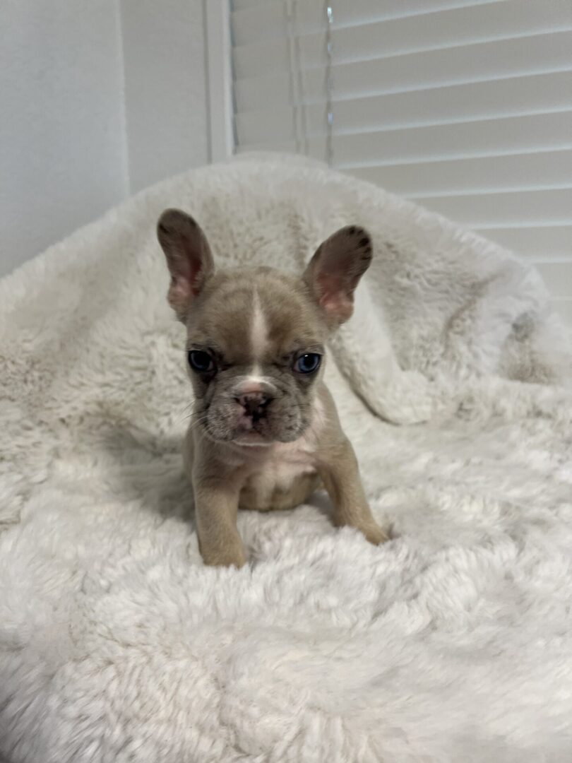 A fawn French bulldog puppy on a blanket.