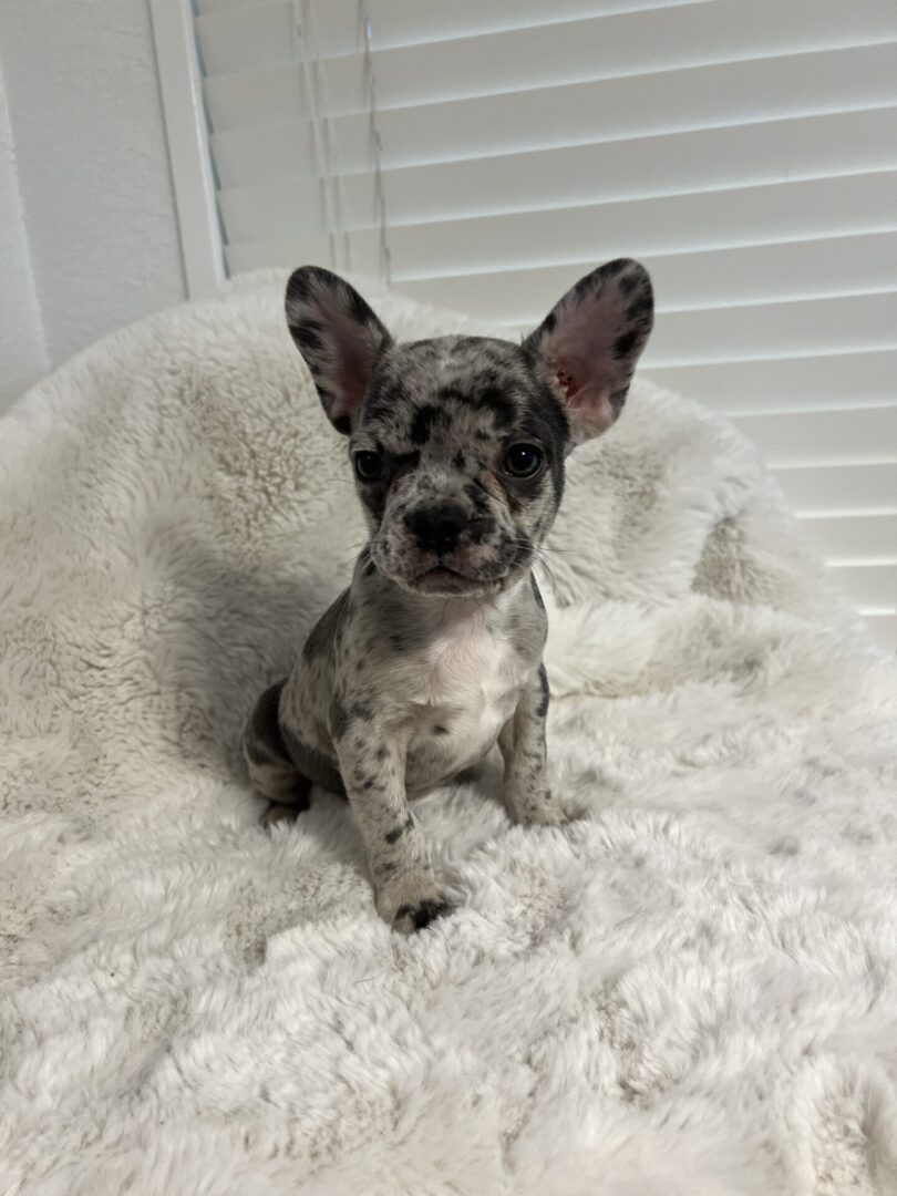 French bulldog puppy sitting on a fluffy rug.