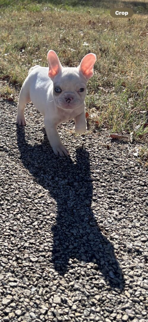 White French bulldog puppy on gravel path.