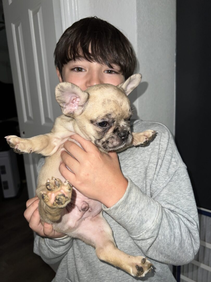 Boy holding a brown and white french bulldog puppy.