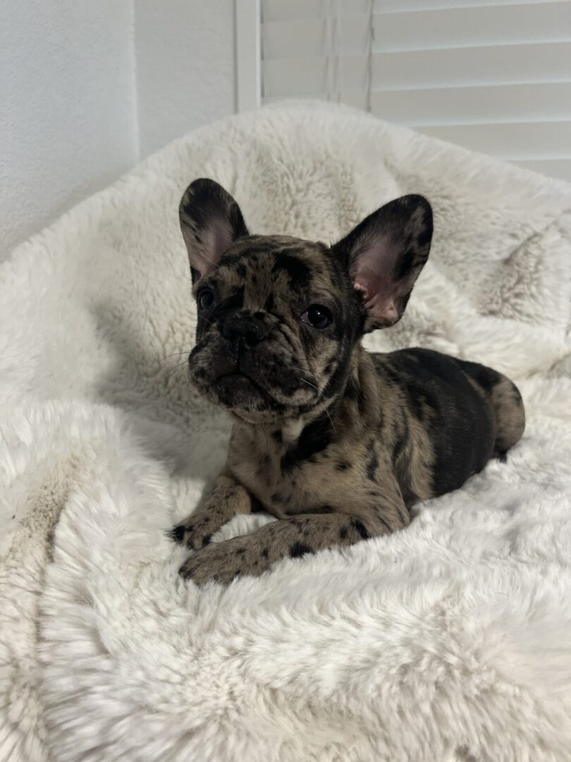 A brindle French bulldog puppy on a white blanket.