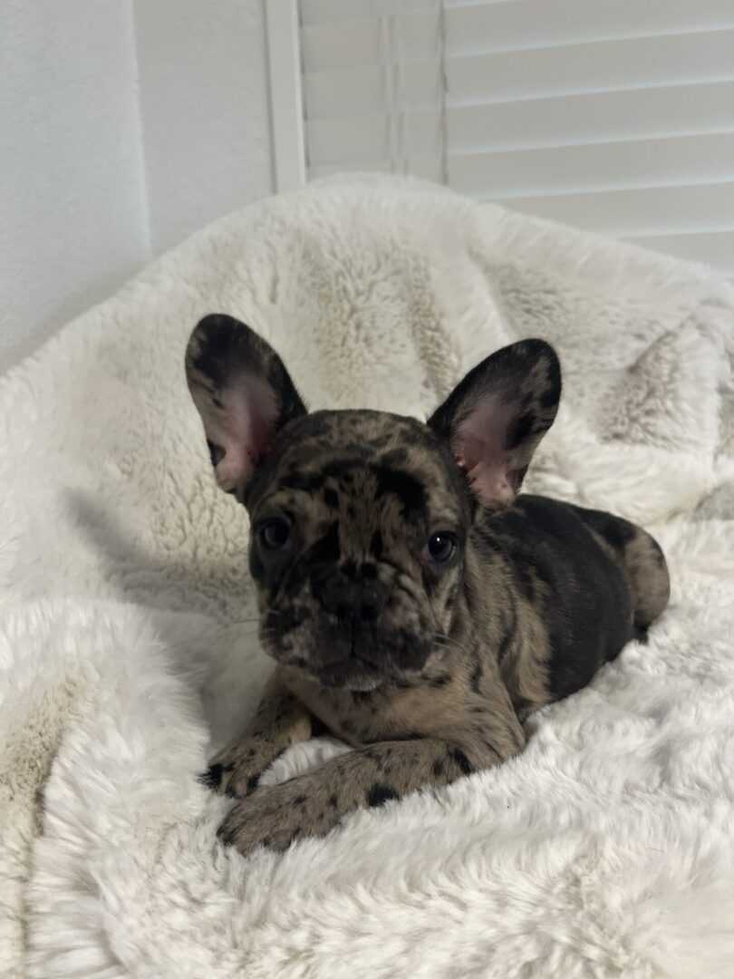 French bulldog puppy on a white blanket.