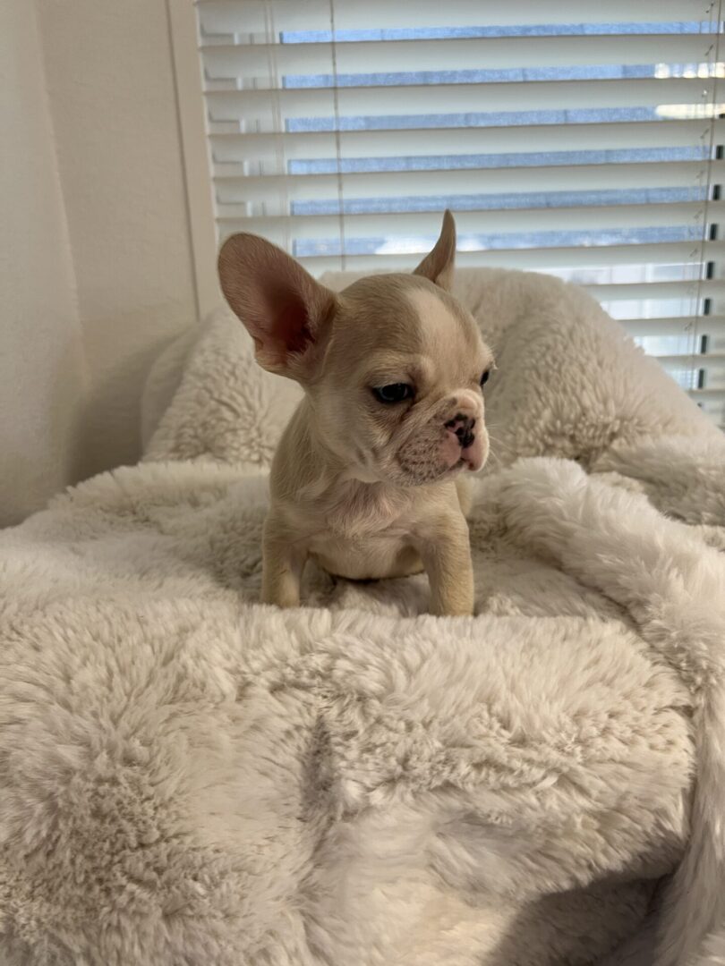 White French bulldog puppy on a blanket.