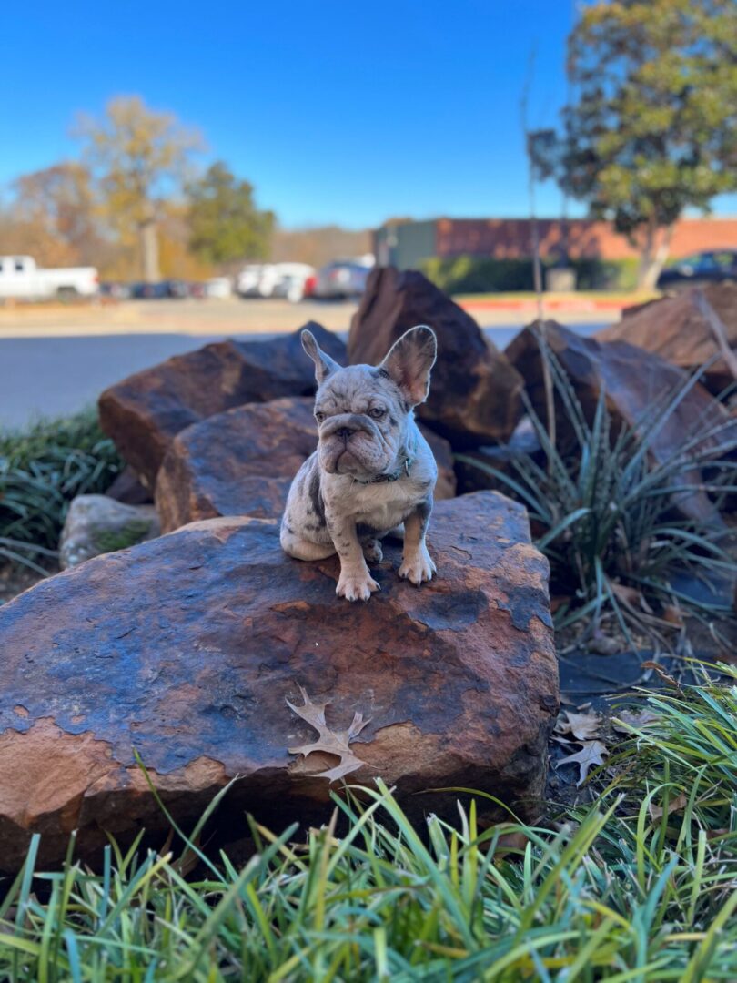 French bulldog sitting on a rock.