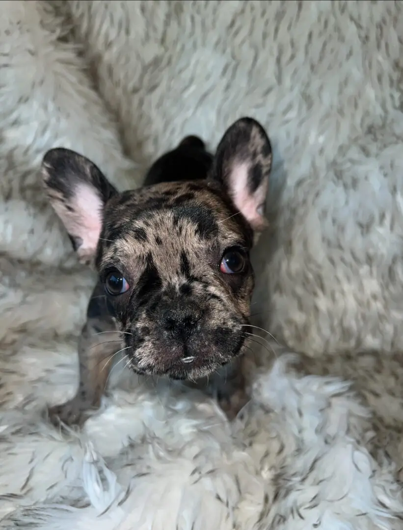 A merle French bulldog puppy on a fluffy blanket.