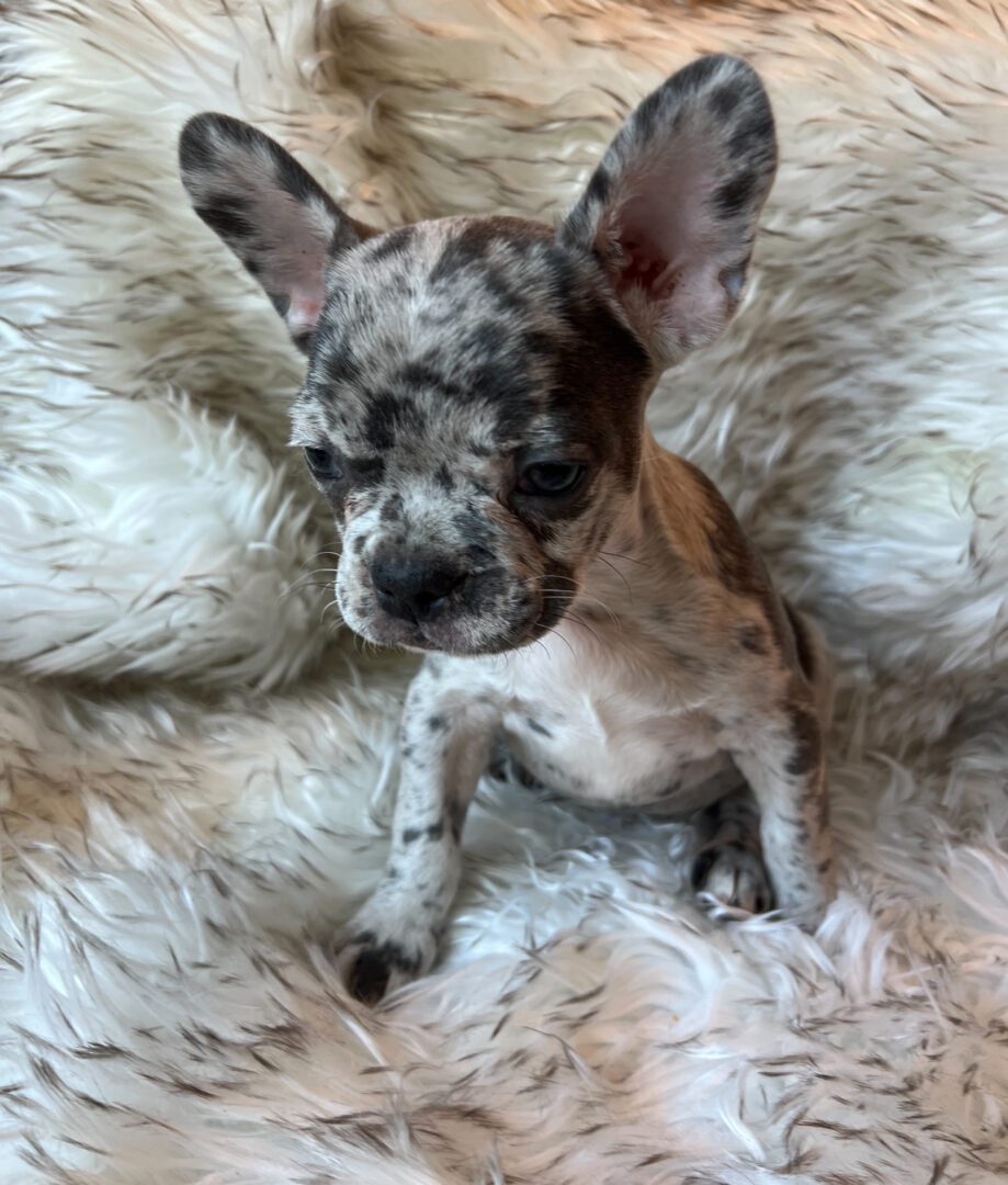 A spotted French bulldog puppy sitting on a rug.