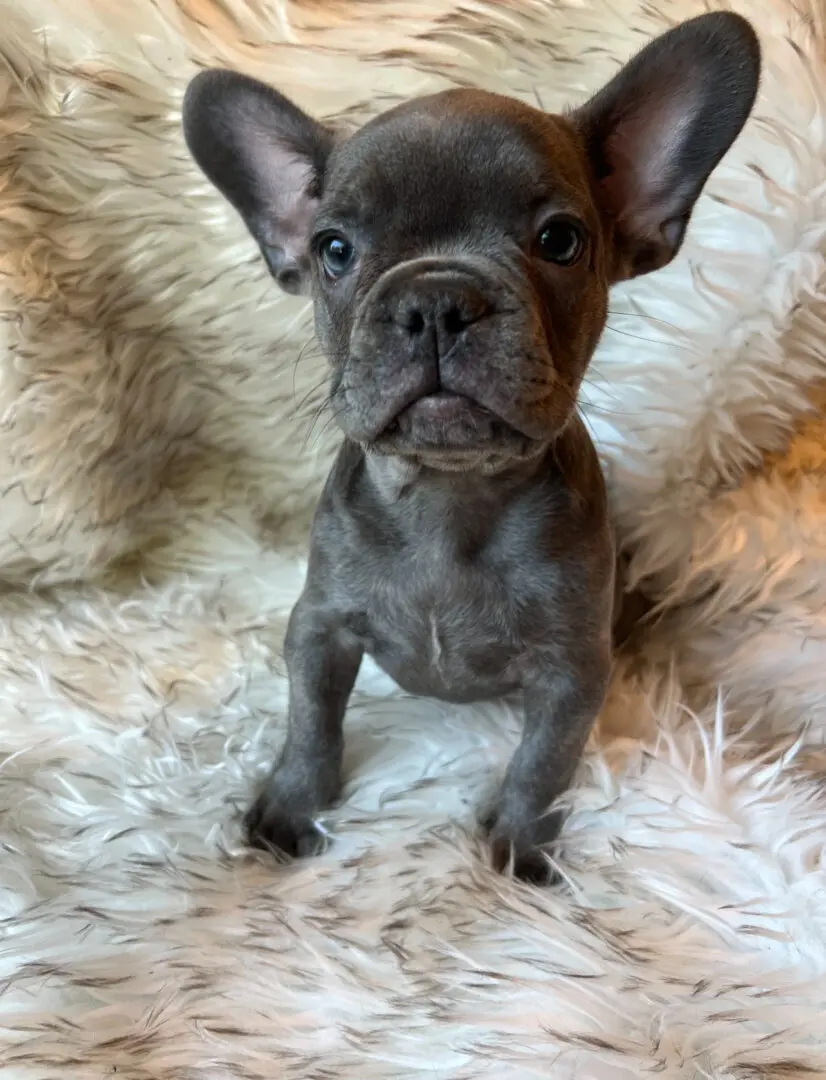 Gray French bulldog puppy on fluffy rug.