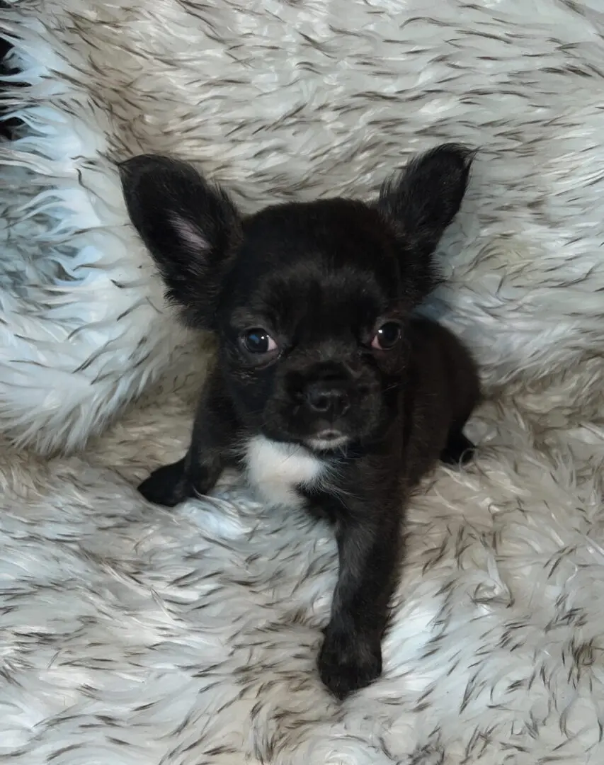 Black and white chihuahua puppy on a rug.