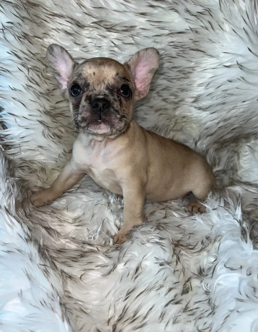 A fawn French bulldog puppy on a fluffy rug.