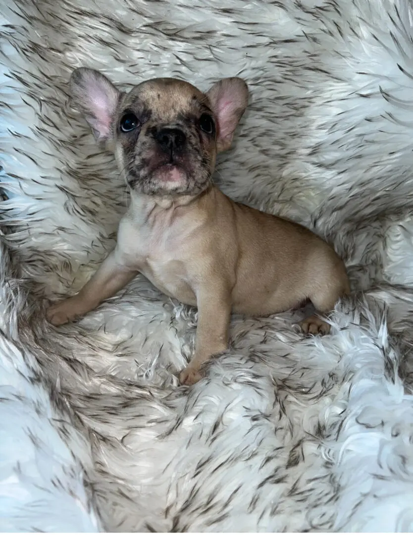 A fawn French Bulldog puppy on a fluffy rug.