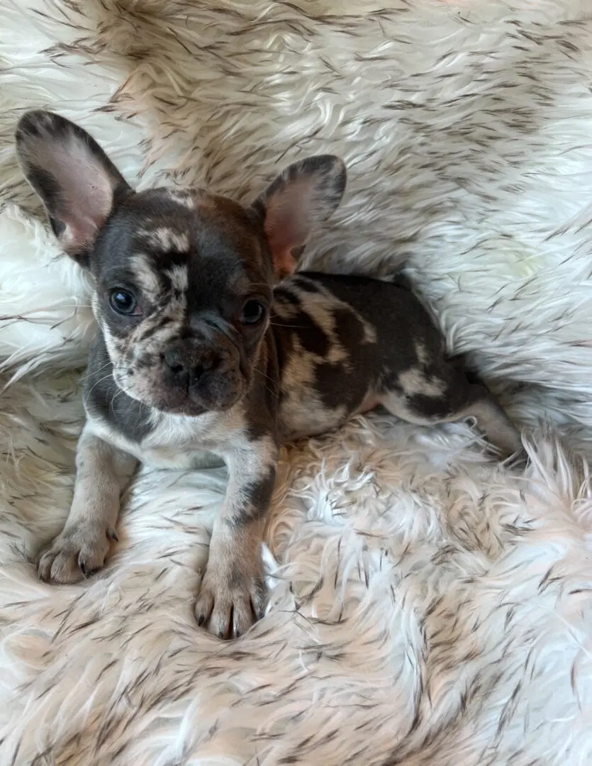 A spotted French bulldog puppy on a white rug.