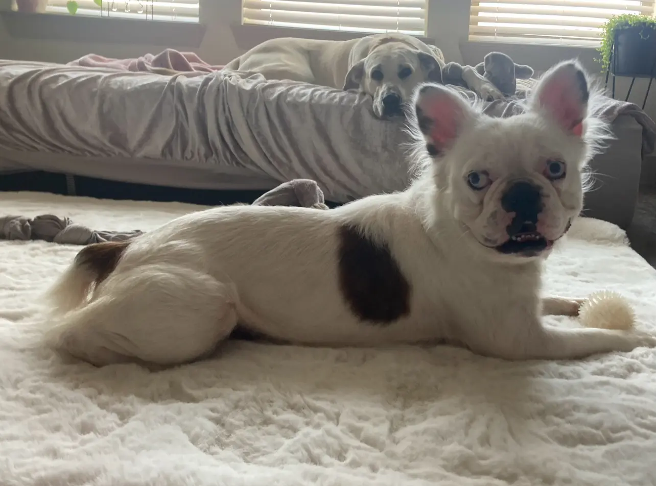 White dog with brown spot, looking up.