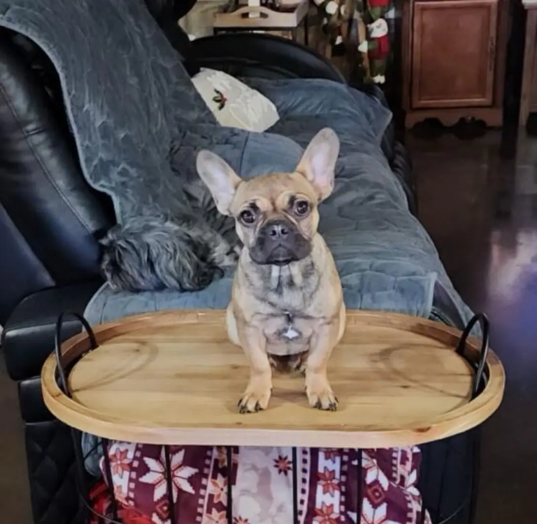 French bulldog sitting on a tray table.