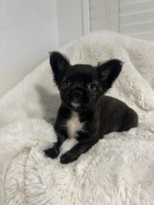 Black and white puppy on a white blanket.