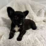 Black and white chihuahua puppy on a fluffy rug.