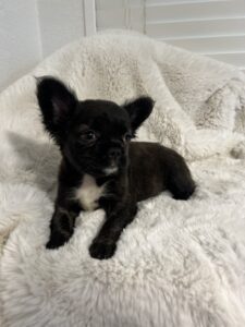 Black and white chihuahua puppy on a fluffy rug.