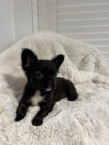 Black and white puppy on a white blanket.