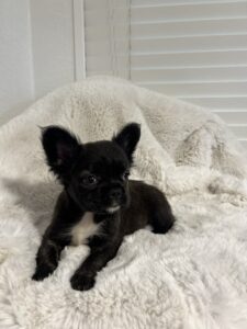 Black and white puppy on a white blanket.