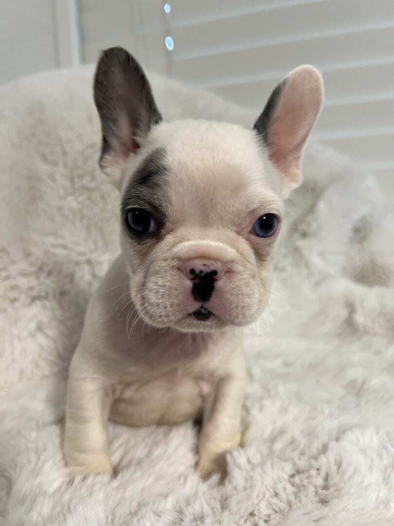 White French bulldog puppy on a fluffy blanket.