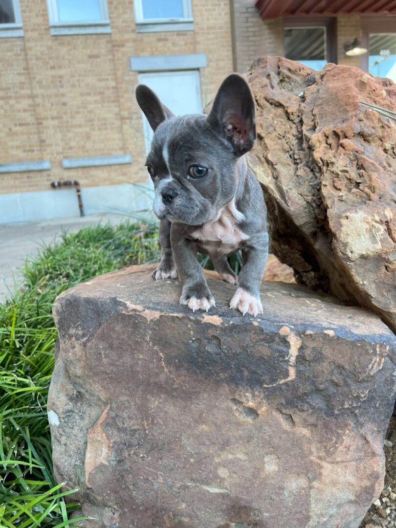 Grey French bulldog puppy on a rock.