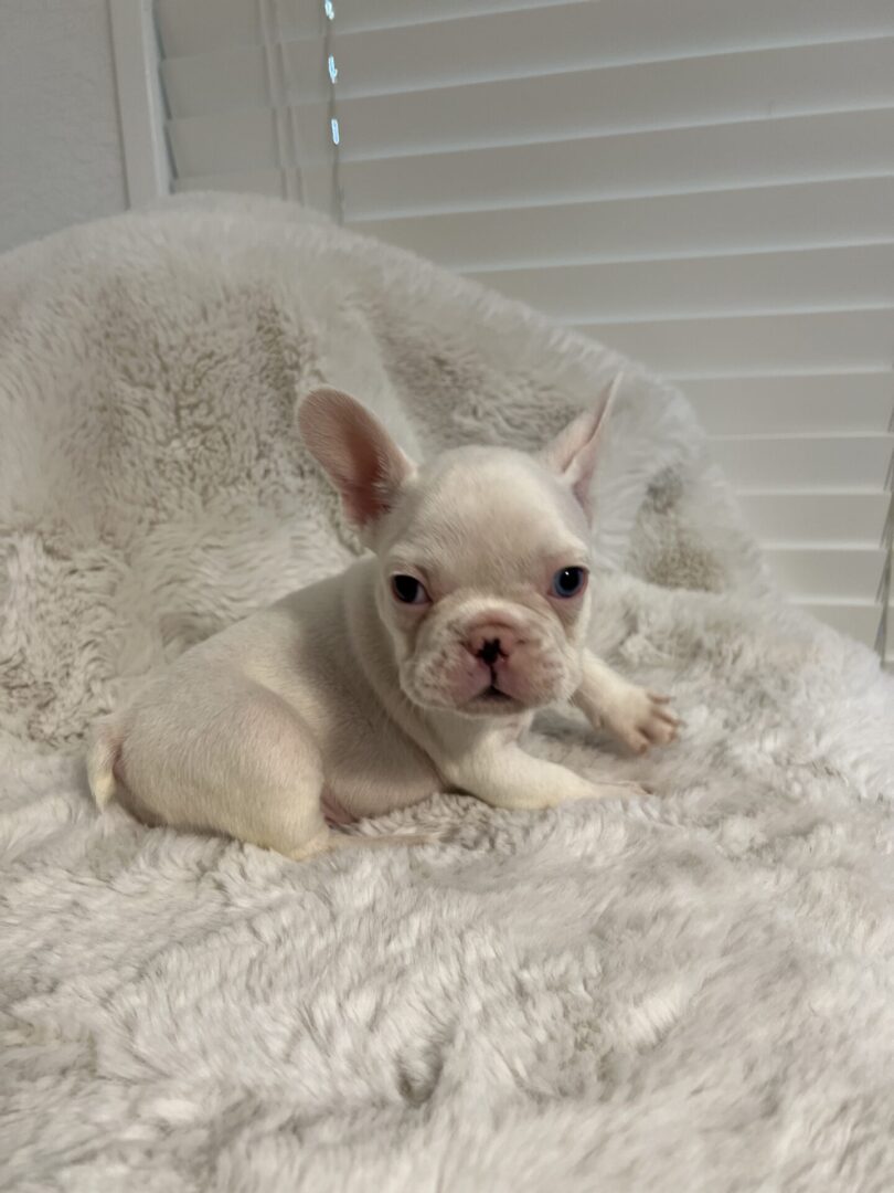 White French bulldog puppy on a blanket.