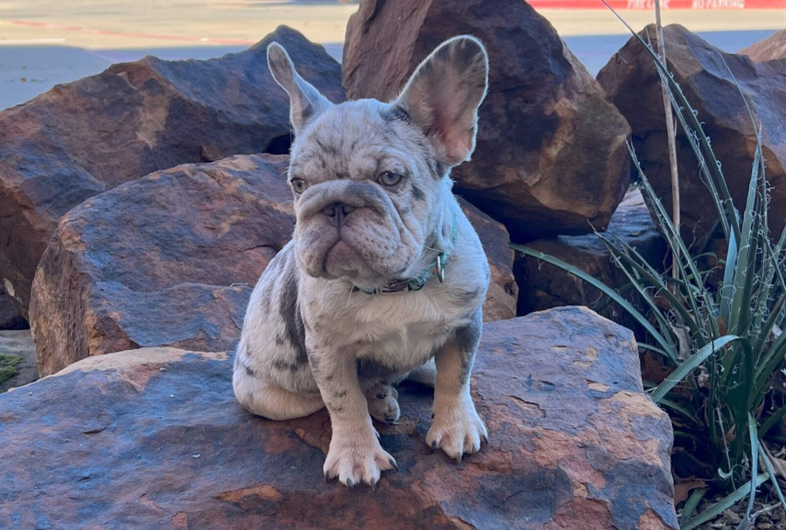 A brindle French bulldog sits on rocks.