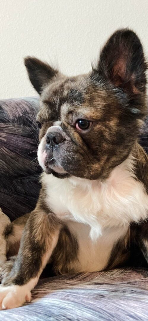 Brown and white French bulldog on a couch.