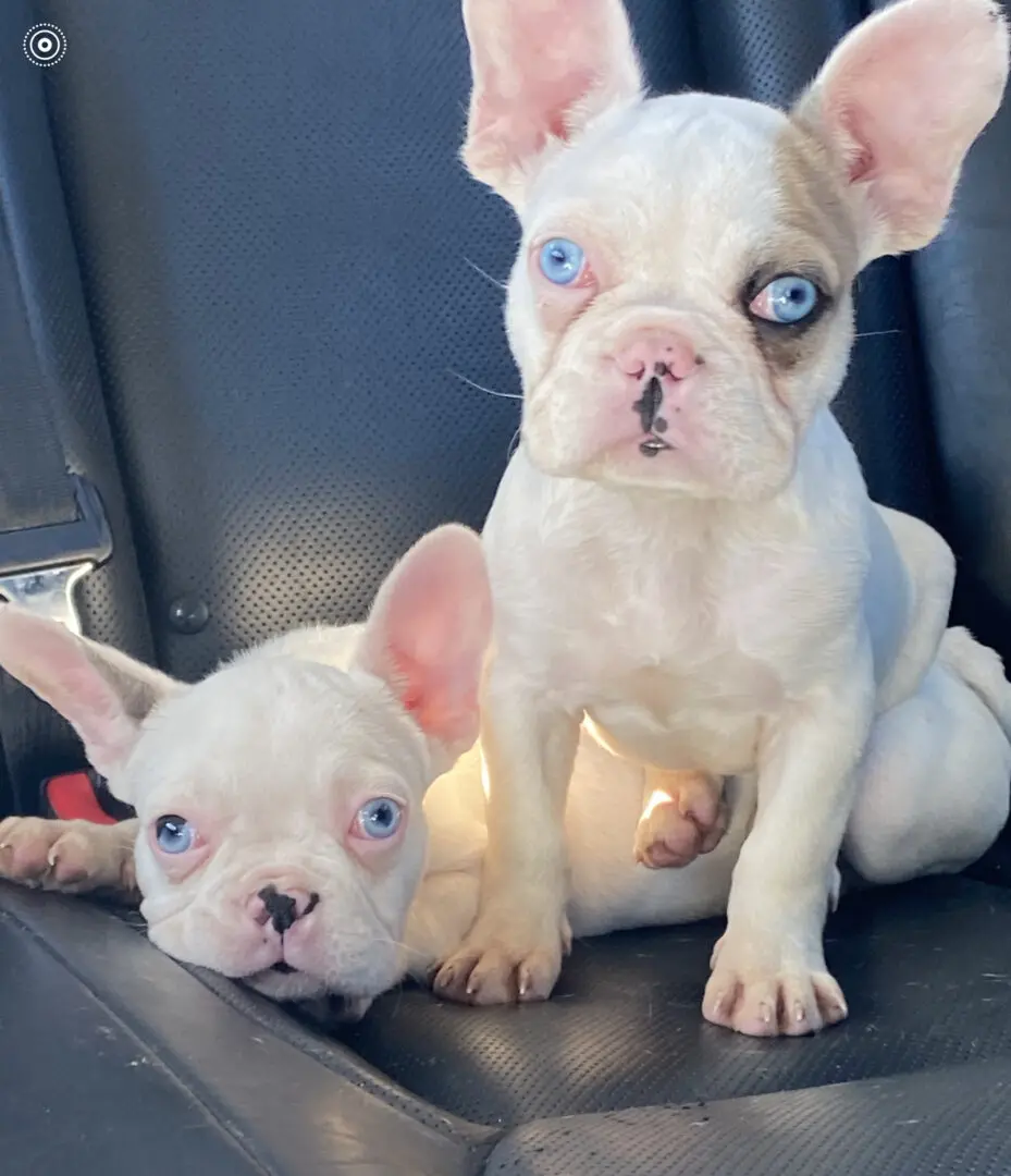 Two white French bulldog puppies with blue eyes.