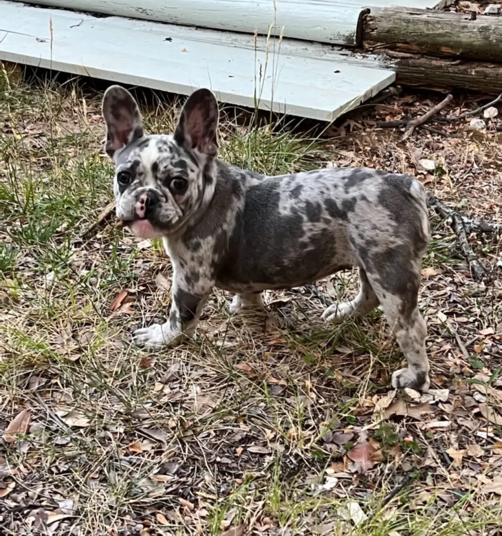 A brindle French bulldog puppy standing in grass.