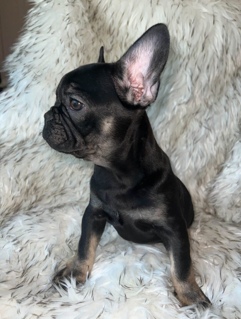 Black French Bulldog puppy on white fur.